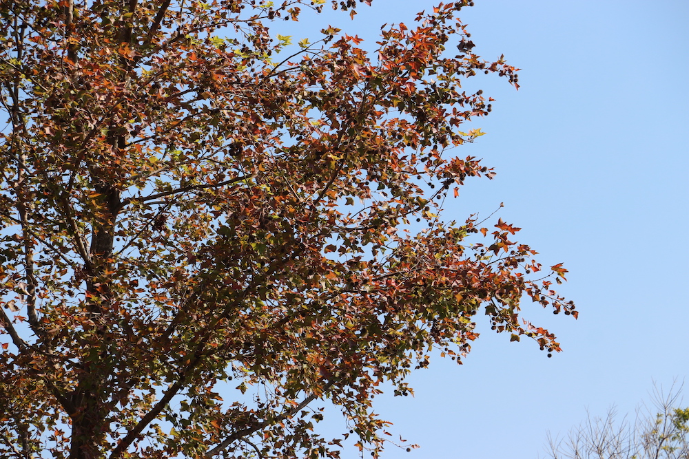紅葉2026-佐敦谷公園