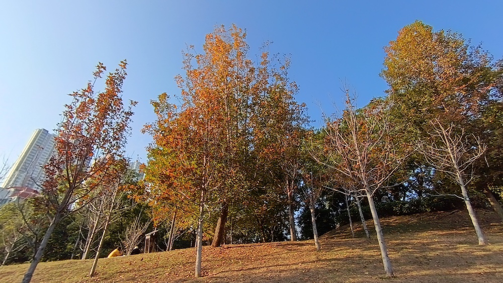 紅葉2026-元朗公園