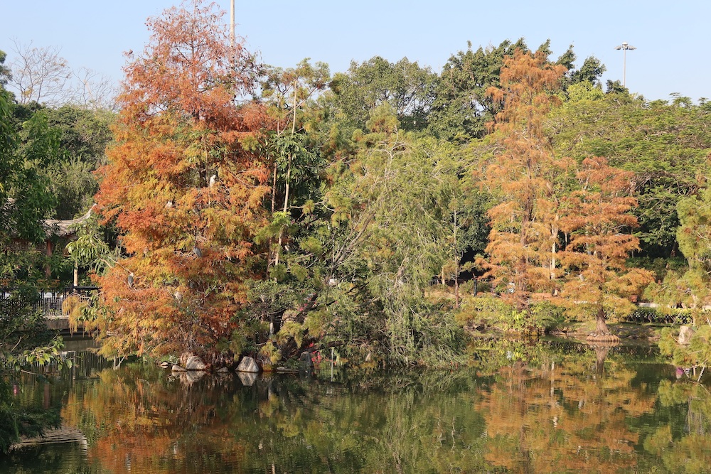紅葉2026-北區公園