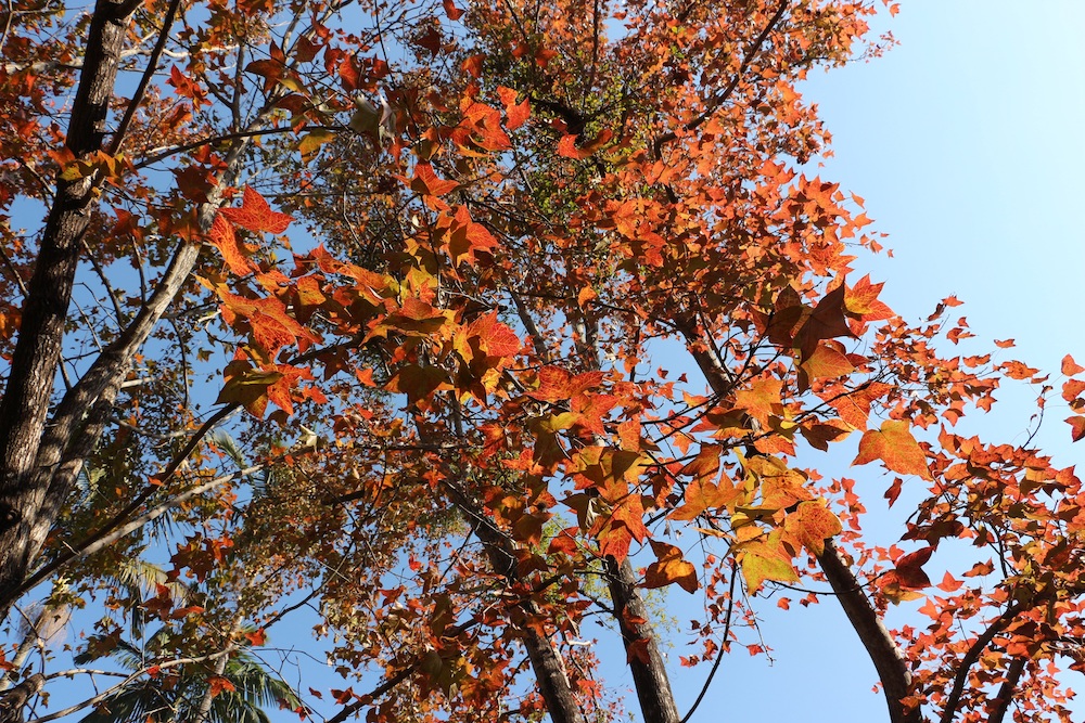 紅葉2026-楊小坑錦簇花園