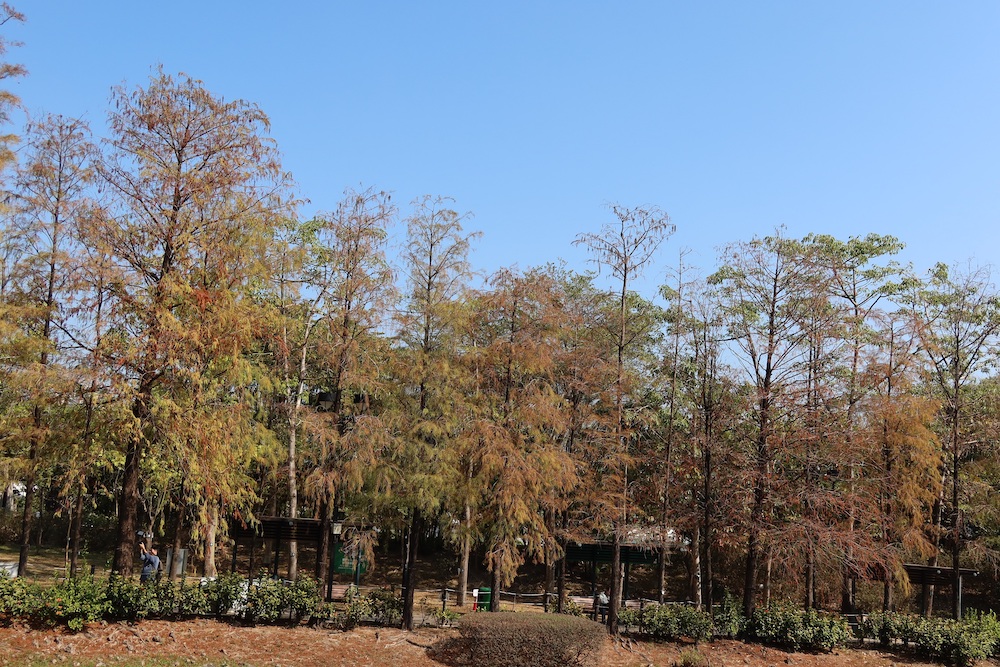 紅葉2026-青衣公園
