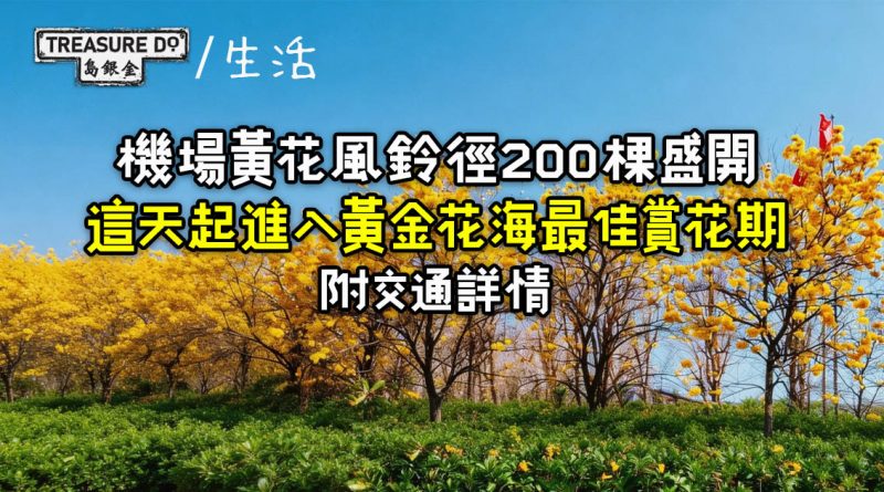 東涌黃金花海！機場黃花風鈴徑200棵盛開　這天起最佳賞花期 (附交通詳情)