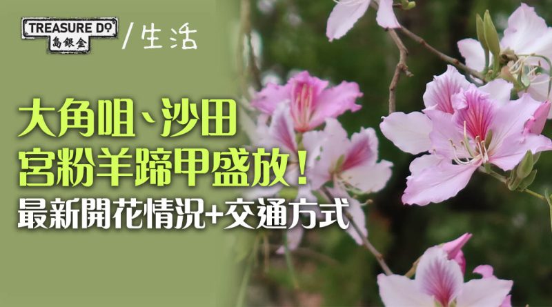 香港賞花2026｜大角咀、沙田宮粉羊蹄甲盛放！最新開花情況+交通方式