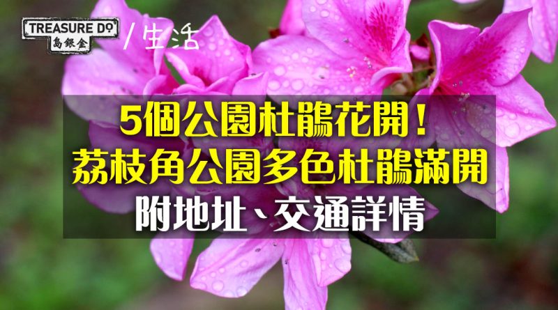 全港5公園杜鵑開花情報！荔枝角公園多色杜鵑滿開 (附地址、交通詳情)