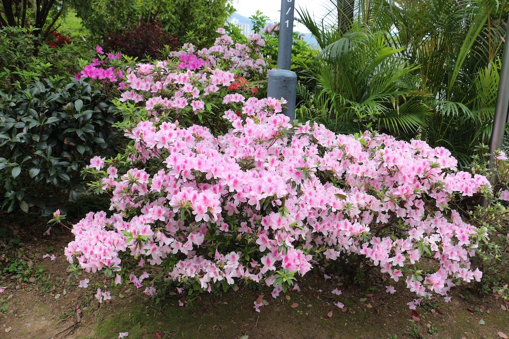 杜鵑-沙田公園
