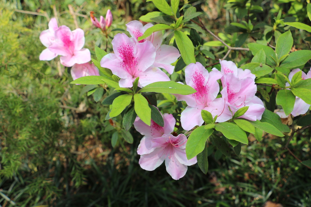 杜鵑-香港動植物公園